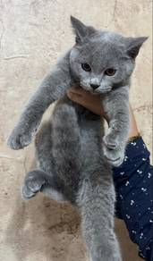 Bsh