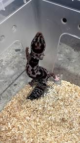 African Fat Tail