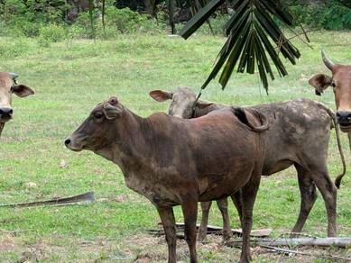Lembu Betina untuk Dijual Murah -  Bestari Jaya