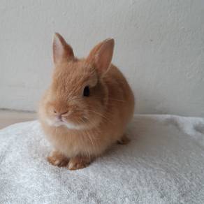 Netherland Dwarf (harlequin)
