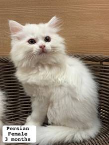 Persian Untuk Dijual !!