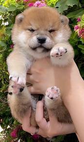 Shiba inu A grade mka certificate