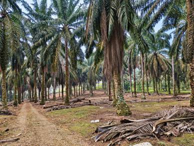 Agricultural Land in Kulai, JHR