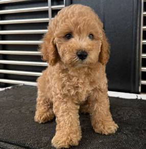 Toy Poodle 