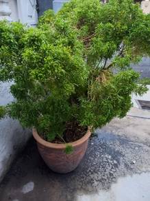 Pokok Teh Mak Nang (Ming Aralia) Rimbun & Cantik