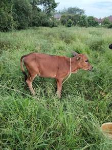 Anak Lembu Jantan
