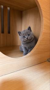 British Shorthair Female Kitten PROMO