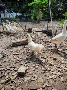 Jantan mixed Silkies 