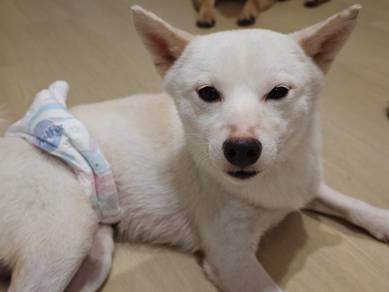 White Shiba Inu (Meme) - Male
