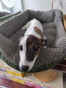 JRT Jack Russell puppy female