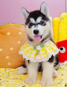 Wooly Husky