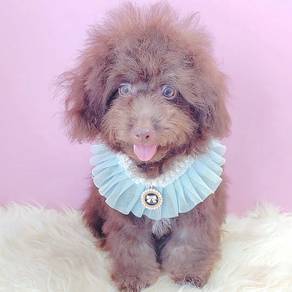 Poodle