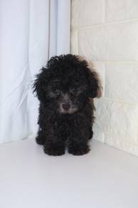 J0439 Grey Poodle Soft Fur Curly Puppy