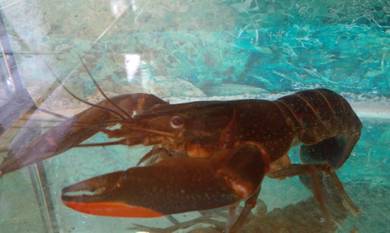 benih lobster air tawar 