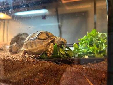 Tortoise Food Sulcata Kura Kura