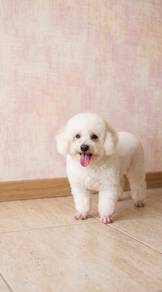 toy poodle 9months