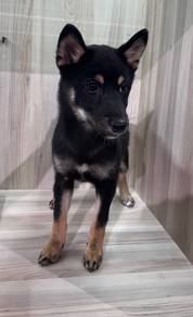 Shiba Inu dog with cert for sale