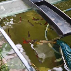Aquarium and guppies 