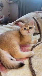 British Short Hair Golden Kitten