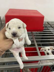 Poodle