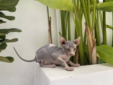 SPHYNX kitten male