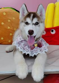 Husky