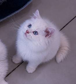Rare Ragdoll Cream
