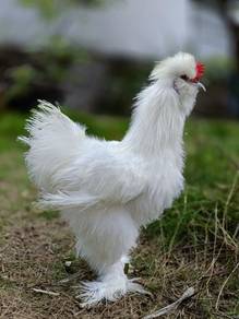 American Silkie