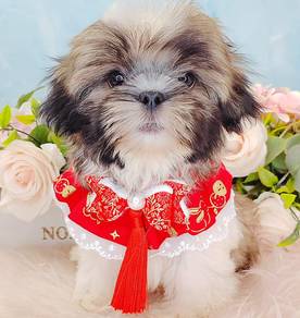 Shih Tzu