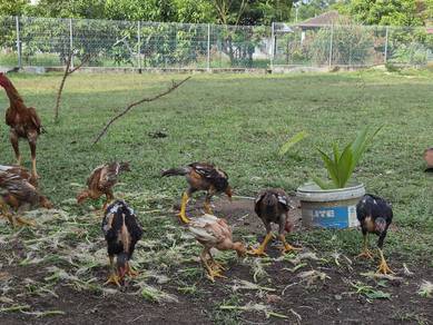 ayam ratu, siam, bangkok, ekor lidi