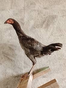 Ayam  Baka Baik