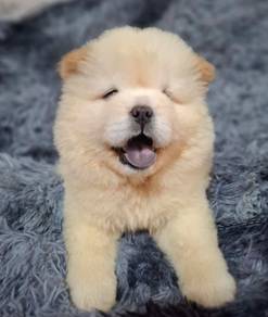 FLUFFY CHOW CHOW PUPPIES C322🌻 Cream Girl
