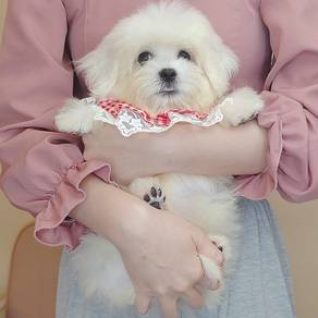 Maltese