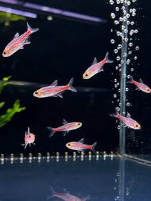 Glowlight Tetra