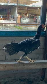 Ayam Ratu betina muda