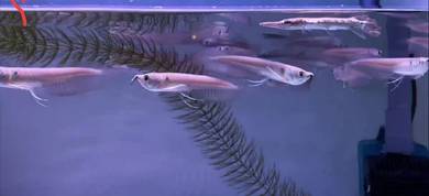 silver Arowana 4"+