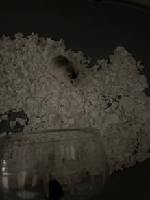Husky hamester