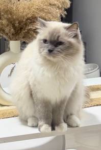 Female Ragdoll Blue Point