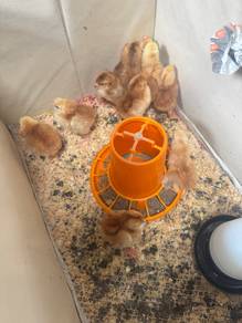 anak ayam rir