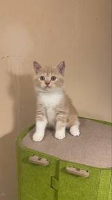 cat for adopt