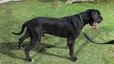 pure great dane. buy 1 free 1 