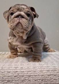 ENGLISH BULLDOG PUPPIES E353 🐻 BullDog Available