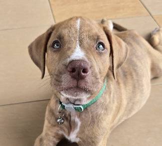 Pittbull Puppy