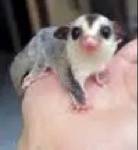 sugar glider