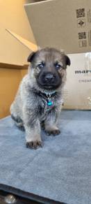 GSD German Shepherd pups sale