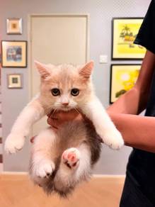 British Short Hair Kitten For Sale