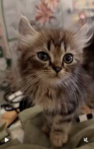 American Long Hair Marble with Curl Ears 