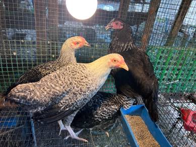ayam arab