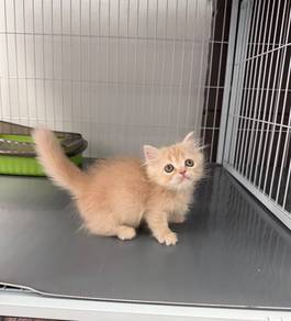 Minuet short leg kitten