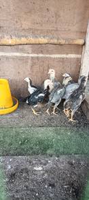 anak ayam ratu supergreen,thk,lhk